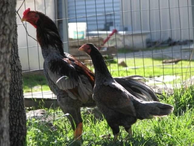 Hậu duệ của Xám Messi Hậu duệ của Xám Messi