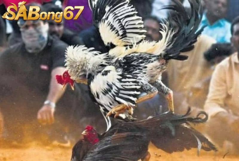 Gà có vảy liên giáp luôn làm đối thủ khiếp sợ Gà có vảy liên giáp luôn làm đối thủ khiếp sợ