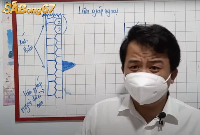 Vảy liên giáp ngoại nằm ở hàng thành (hàng ngoại) Vảy liên giáp ngoại nằm ở hàng thành (hàng ngoại)