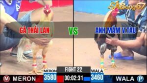 TRẬN 22 CPC3 25/05/2025 : GÀ THÁI LAN vs ANH MẮM VŨNG TÀU