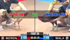 TRẬN 36 CPC3 25/05/2025 : GÀ THÁI LAN vs ANH GIANG ĐỨC HÒA