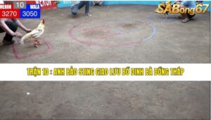 TRẬN 10 ANH BẢO STING