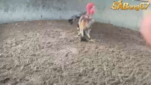 TRẬN 2 GÀ ĐÒN 1/6/2025