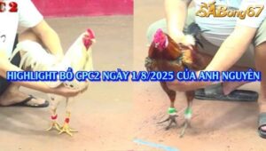 TỔNG HỢP 3 TRẬN CHỒNG ĐỘ BỒ CPC2 1/8/2025