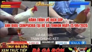 HÀNH TRÌNH VÔ ĐỊCH CÚP BỒ GÀ TONHON NGÀY 12/9/2025