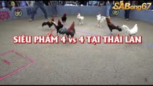 TRẬN GÀ 4 ĐẤU 4 SIÊU ĐỘC LẠ TẠI THÁI LAN