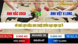 TRẬN 35 TONHON 19/12/2025