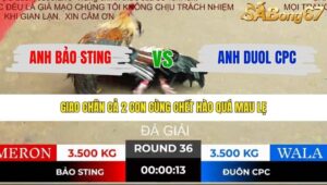 TRẬN 36 TONHON 19/12/2025