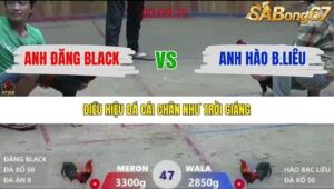 TRẬN 47 XÀ XÍA 19/12/2025