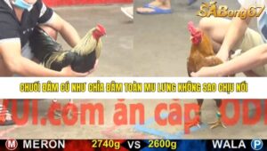 TRẬN 7 CPC5 15/1/2026