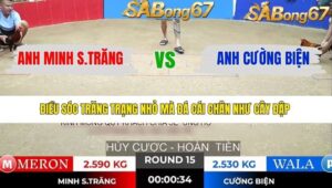 TRẬN 15 TONHON 7/1/2026